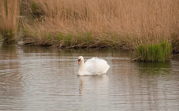 Swan på vatten — Stockfoto