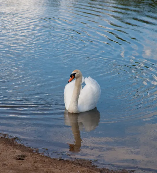 Лебедь на воде — стоковое фото