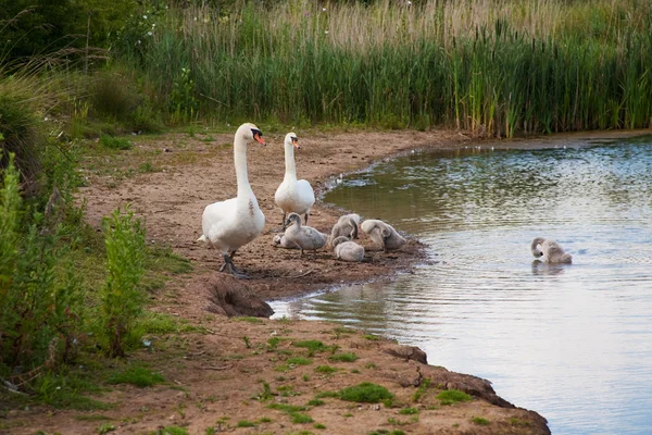 Familia de cisnes —  Fotos de Stock