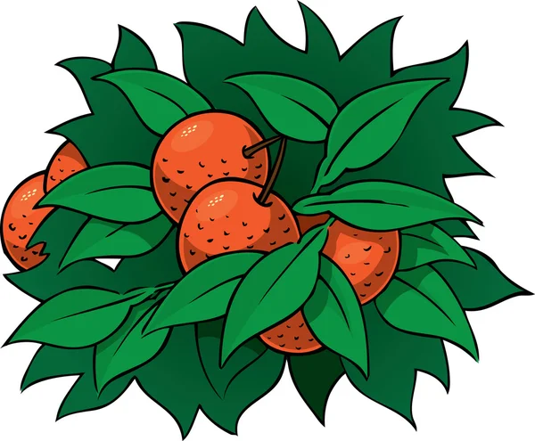 Tangerines in Tree — Stock Vector