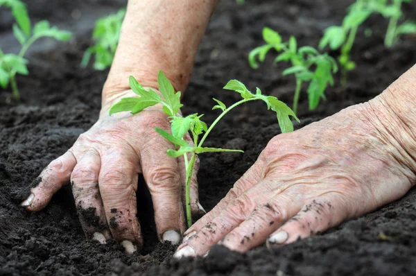 Planting a tomatoes seedling — Stock Photo, Image