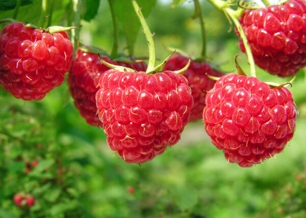 Ripe raspberry