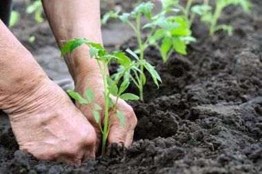 Planting a tomatoes seedling clipart