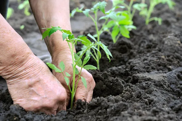 Planting a tomatoes seedling — Stock Photo, Image
