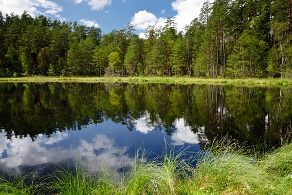 Літній вид на озеро в лісі — стокове фото