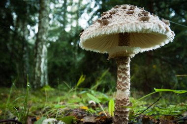 Parasol mushroom in the forest clipart