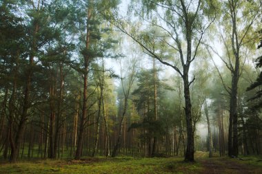 Footpath in misty old foggy forest clipart