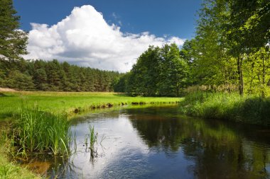 Summer view of the river in forest clipart