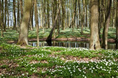 Windflower in woods at pond clipart