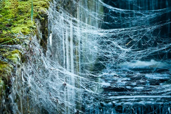 Dewdrop in spider web over water — Stock Photo, Image