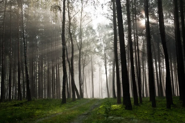 stock image Misty old foggy forest