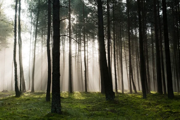 Misty old foggy forest — Stock Photo, Image