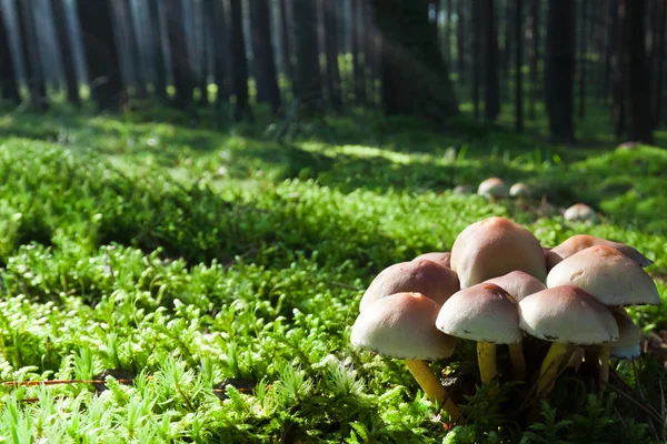 Cogumelos no prado verde musgo na floresta nebulosa — Fotografia de Stock