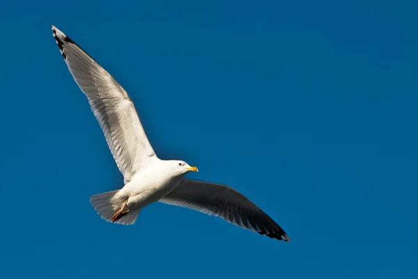 Seagull in the blue sky — Stock Photo, Image