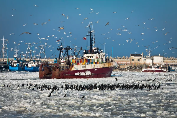 Forezen łodzi z seagull w porcie — Zdjęcie stockowe