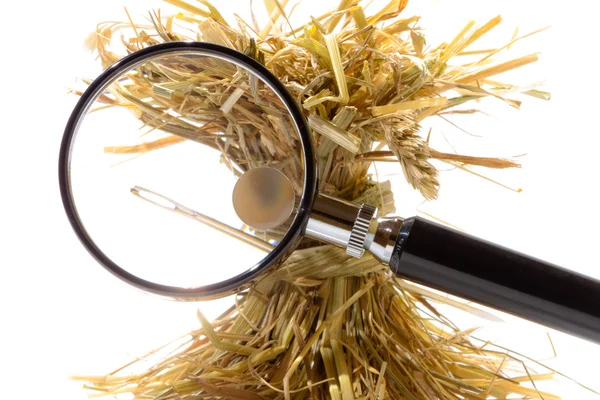 stock image Search needle in a haystack