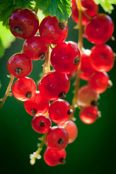 Redcurrant in summer garden — Stock Photo, Image