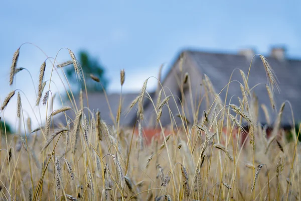 Bauernhof bereit für die Ernte im Sommer — Stockfoto