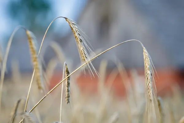 Getreidefeld auf dem Hof — Stockfoto