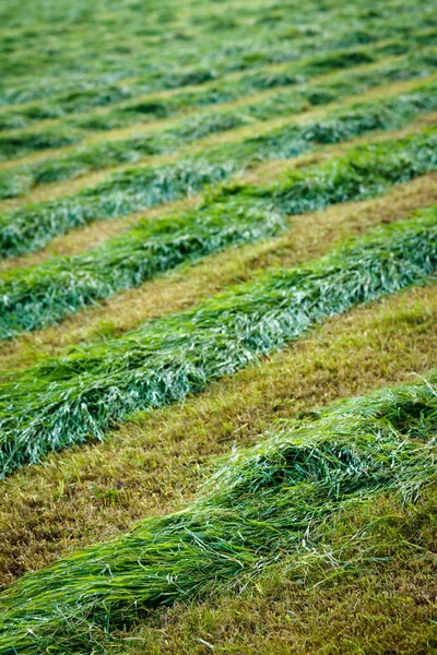 Corte de grama no campo no verão — Fotografia de Stock