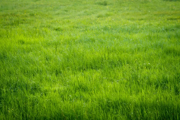 Prado de grama verde no verão — Fotografia de Stock