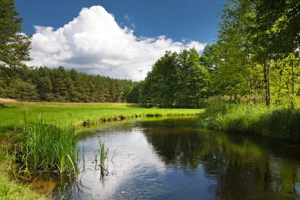 Summer view of the river in forest — Stock Photo, Image