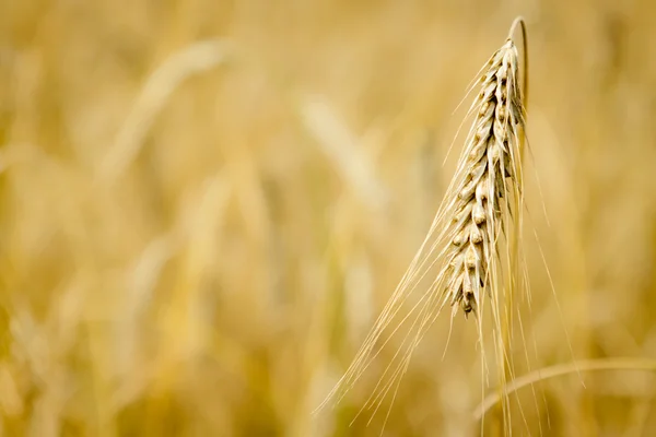 Campo dourado com grãos no verão — Fotografia de Stock