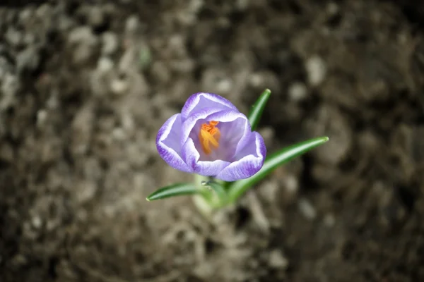 Small flower on the field — Stock Photo, Image