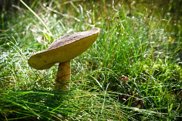 Birch bolete in the grass with dewdrop — Stock Photo, Image