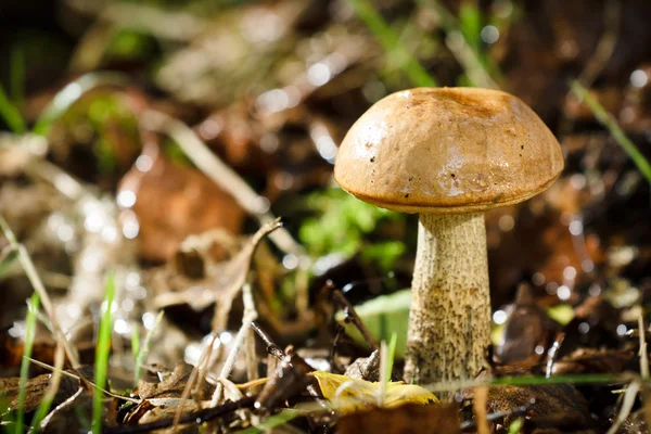 Lille shaggy boletus i bladene - Stock-foto