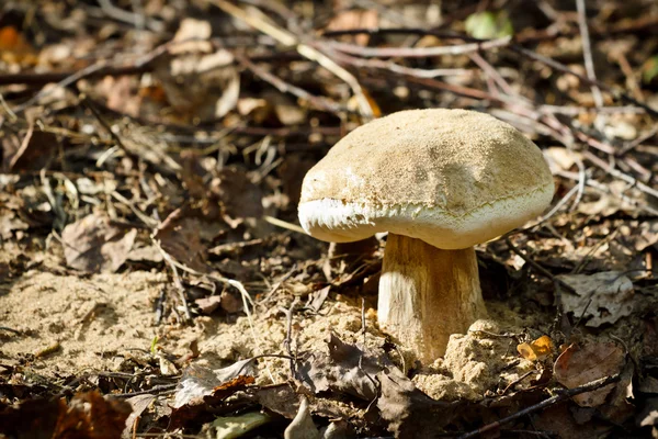 Penny bun mushroom grown up from ground — Stock Photo, Image