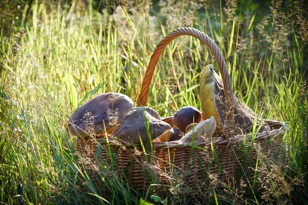 stock image Fullfilled basket with mushrooms in the forest