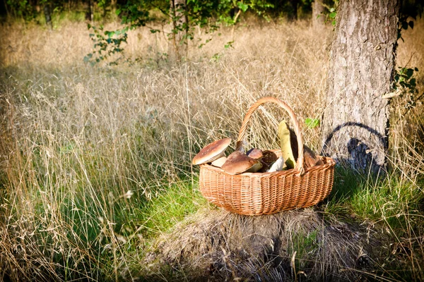 Basket with mushrooms in forest — Stock Photo, Image