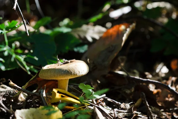 Agaricus involutus fungo nella foresta — Foto Stock