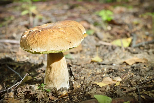Big boletus in forest at dawn — Stock Photo, Image