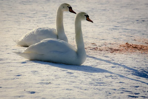 Dos cisnes sentados en la nieve al atardecer — Foto de Stock