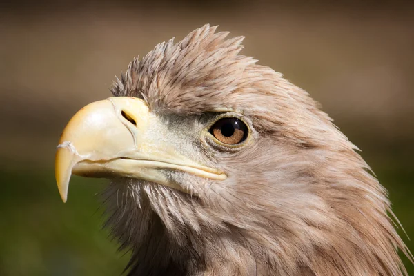 stock image Closeup eagle head