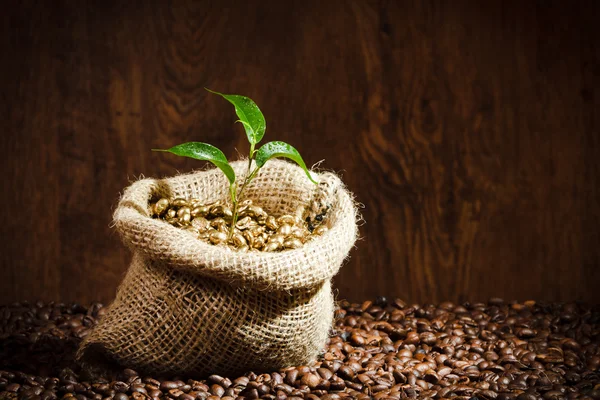Семена золотого кофе на мешок кофе с мелким растением — стоковое фото