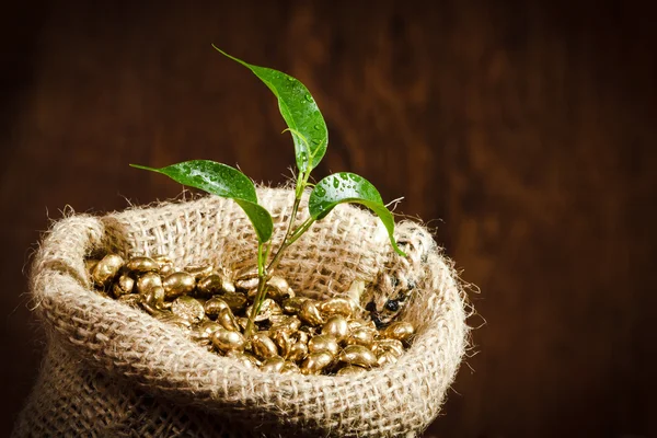 Semințe de cafea de aur pe sacul de cafea burlap cu plante mici — Fotografie, imagine de stoc