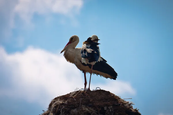 Белые аисты на своем гнезде — стоковое фото