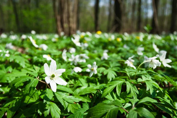 White anemones in forest — Stock Photo, Image