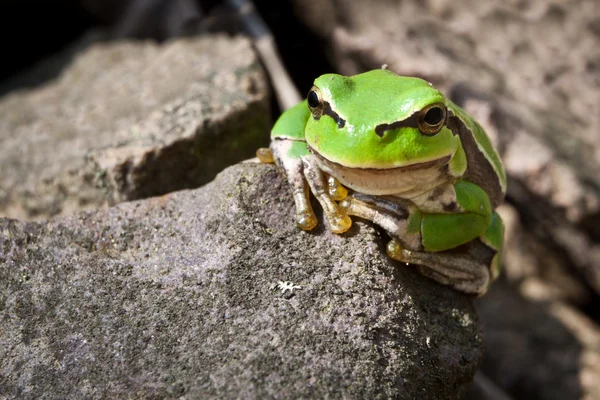 stock image Curiosity green frog on a rock