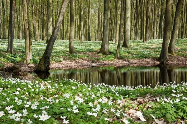 Springer bílé květy v rybník — Stock fotografie