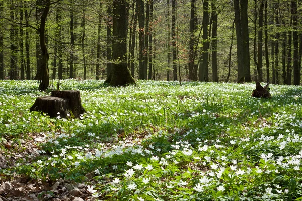 Springer white flowers in forest — Stock Photo, Image