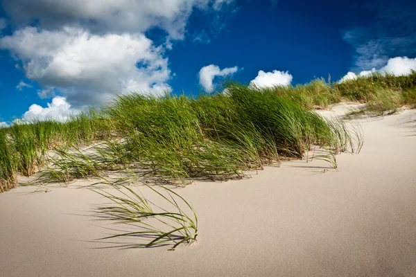 Sea grass and dune with clouds and blue sky — Stock Photo, Image