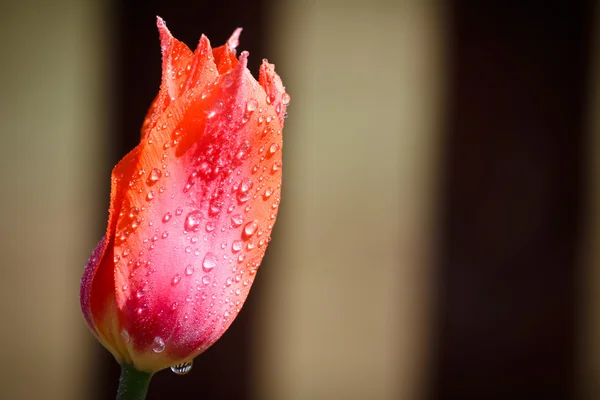 Red tulip flower with dewdrop — Stock Photo, Image