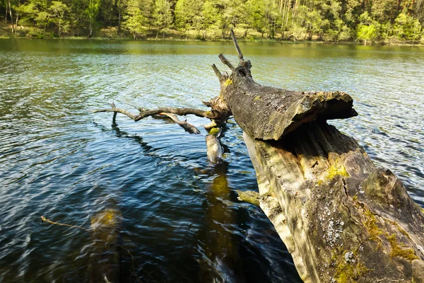 Гілка в озері — стокове фото