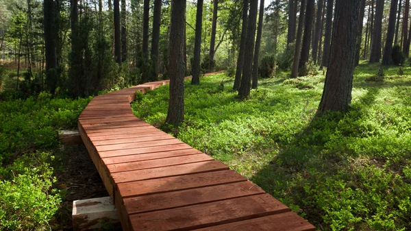 stock image Wooden footpath in forest at summer