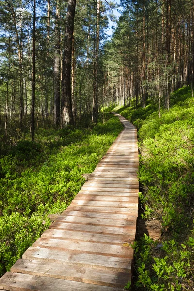 Wooden footpath in forest at summer — Stock Photo, Image