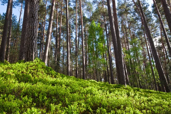 Skogen i nationalparken — Stockfoto